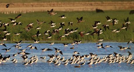 World Wetland Day