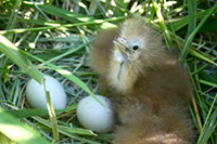 Bittern chick