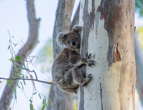 Koala Narrandera by Phil Williams